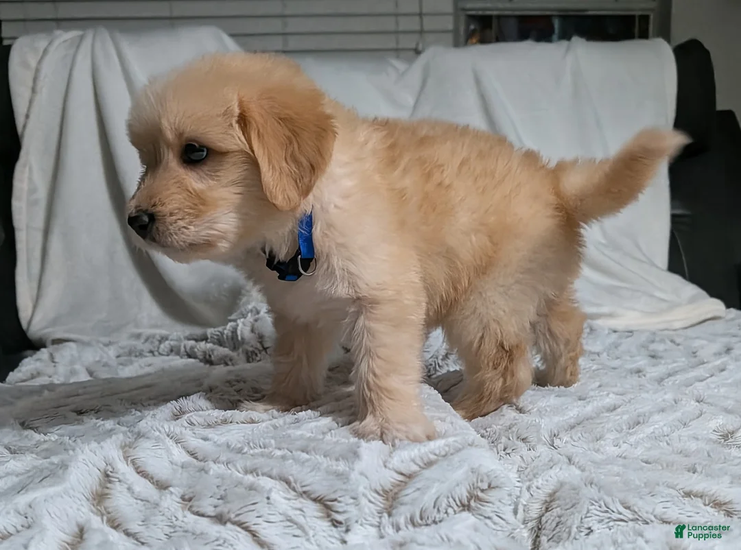 Mixed Breed dogs for sale: Zeppelin - Ad 2