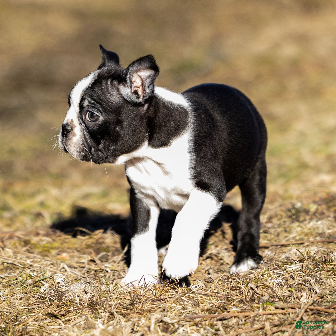 Boston Terrier dogs for sale: Buster Boston Terrier Puppy  - Ad 2