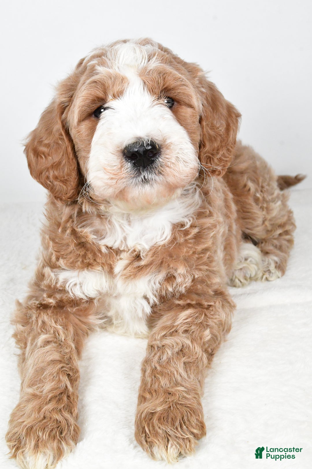 Labradoodle dogs for sale: Nash - Ad 3