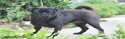 Pug dogs for sale: Trooper - Ad 11