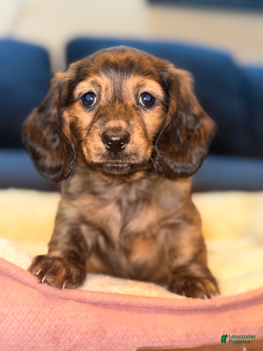 Miniature Dachshund dogs for sale: Choco - Ad 2
