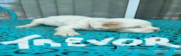 Cockapoo dogs for sale:  2. Trevor - Ad 4