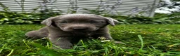 Labrador Retriever dogs for sale: Lotus - Ad 6
