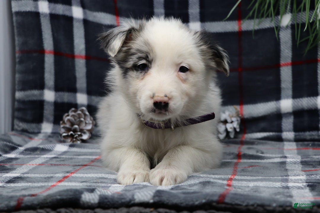 Border Collie dogs for sale: missy - Ad 4