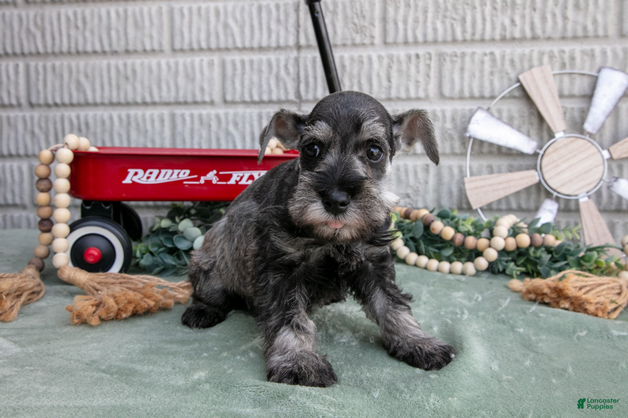 Miniature Schnauzer dogs Toby - Ad 2