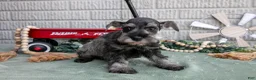 Miniature Schnauzer dogs for sale: Toby - Ad 2