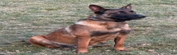Belgian Malinois dogs for sale: Connie - Ad 5
