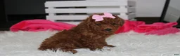 Miniature Poodle dogs for sale: Sasha  - Ad 11