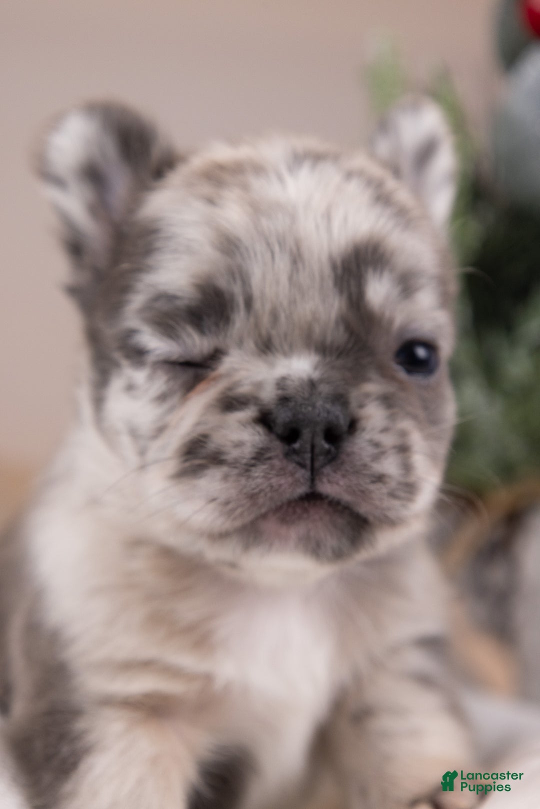 French Bulldog dogs for sale: Luigi -Fluffy Big Rope - Ad 8