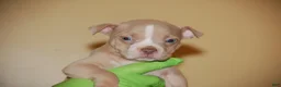 American Bully dogs for sale: Fawn Female 1 - Ad 14