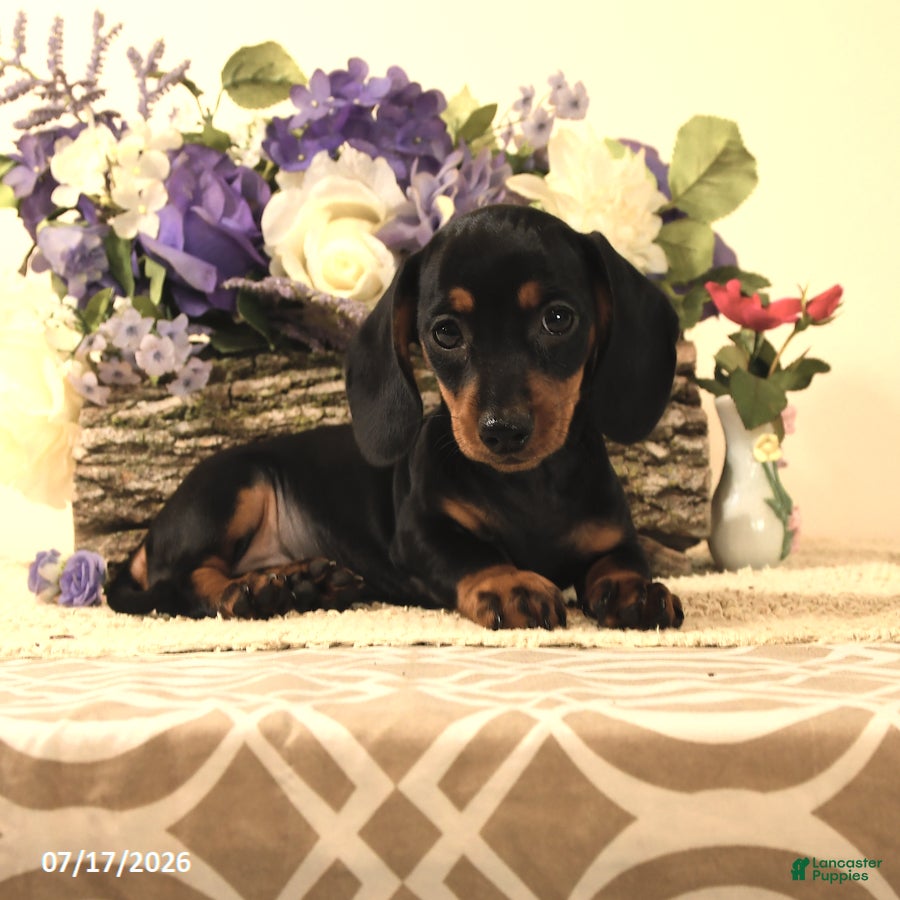 Miniature Dachshund dogs Daisy - Ad 1