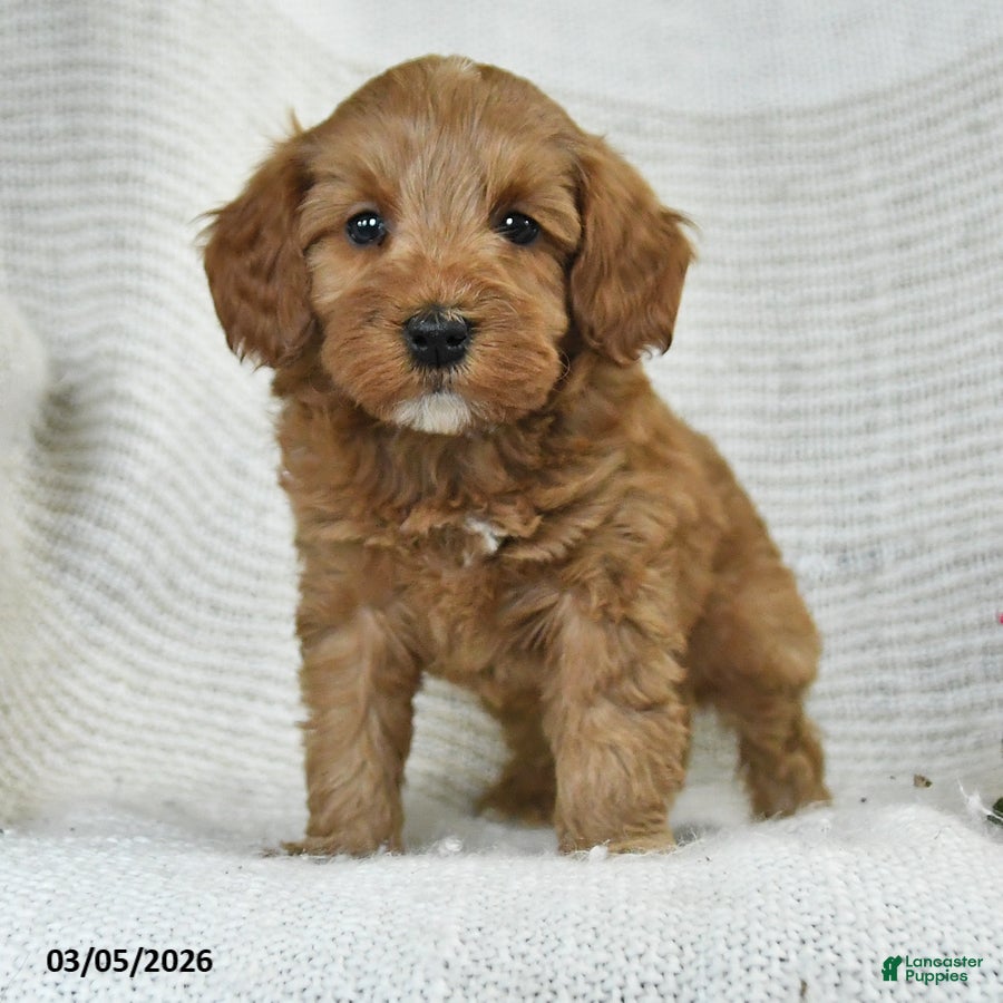 Mini Goldendoodle dogs Jared - Ad 2