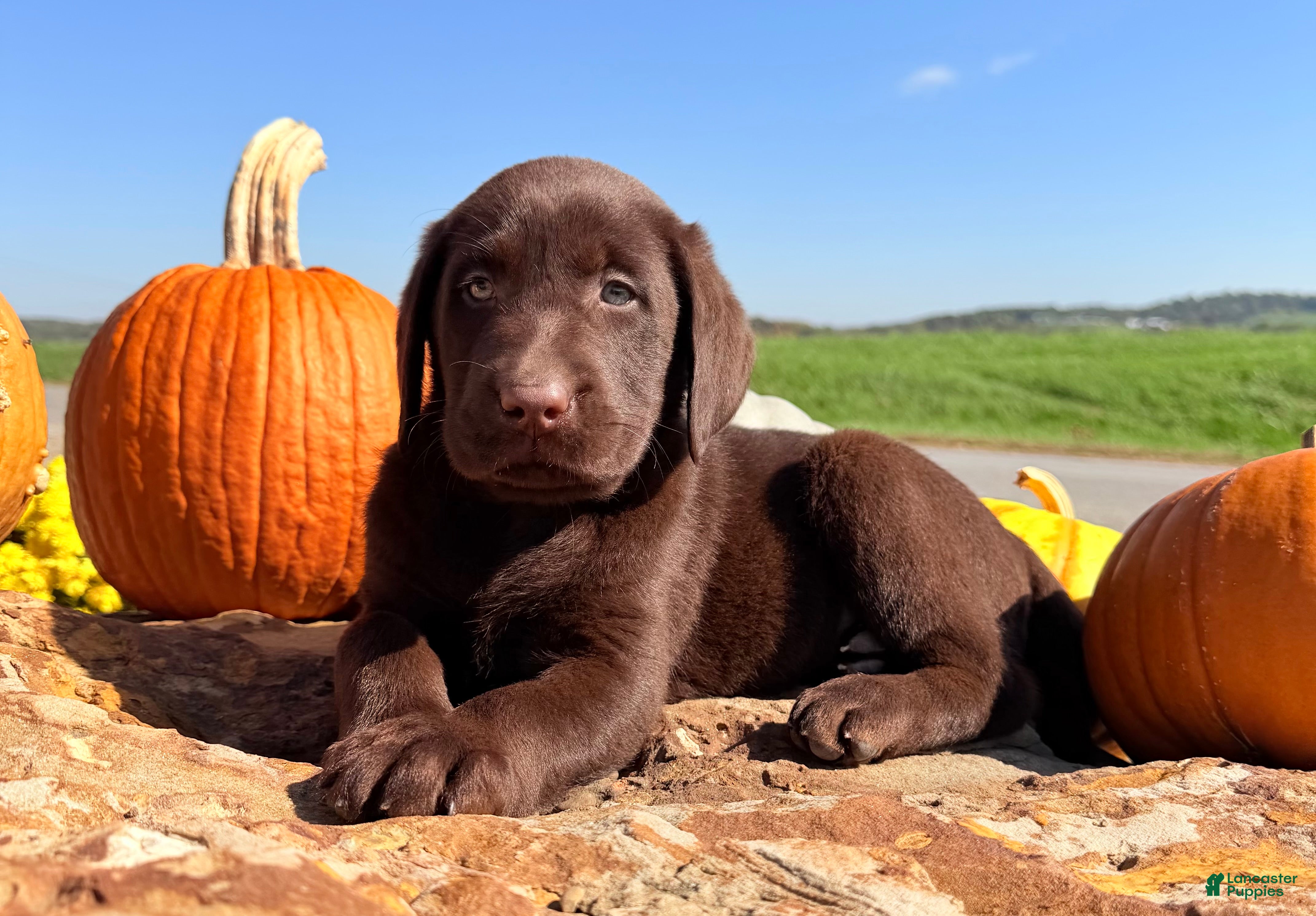 Labrador Retriever dogs Gus - Ad 1