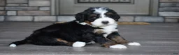 Mini Bernedoodle dogs for sale: Jewel - Ad 17