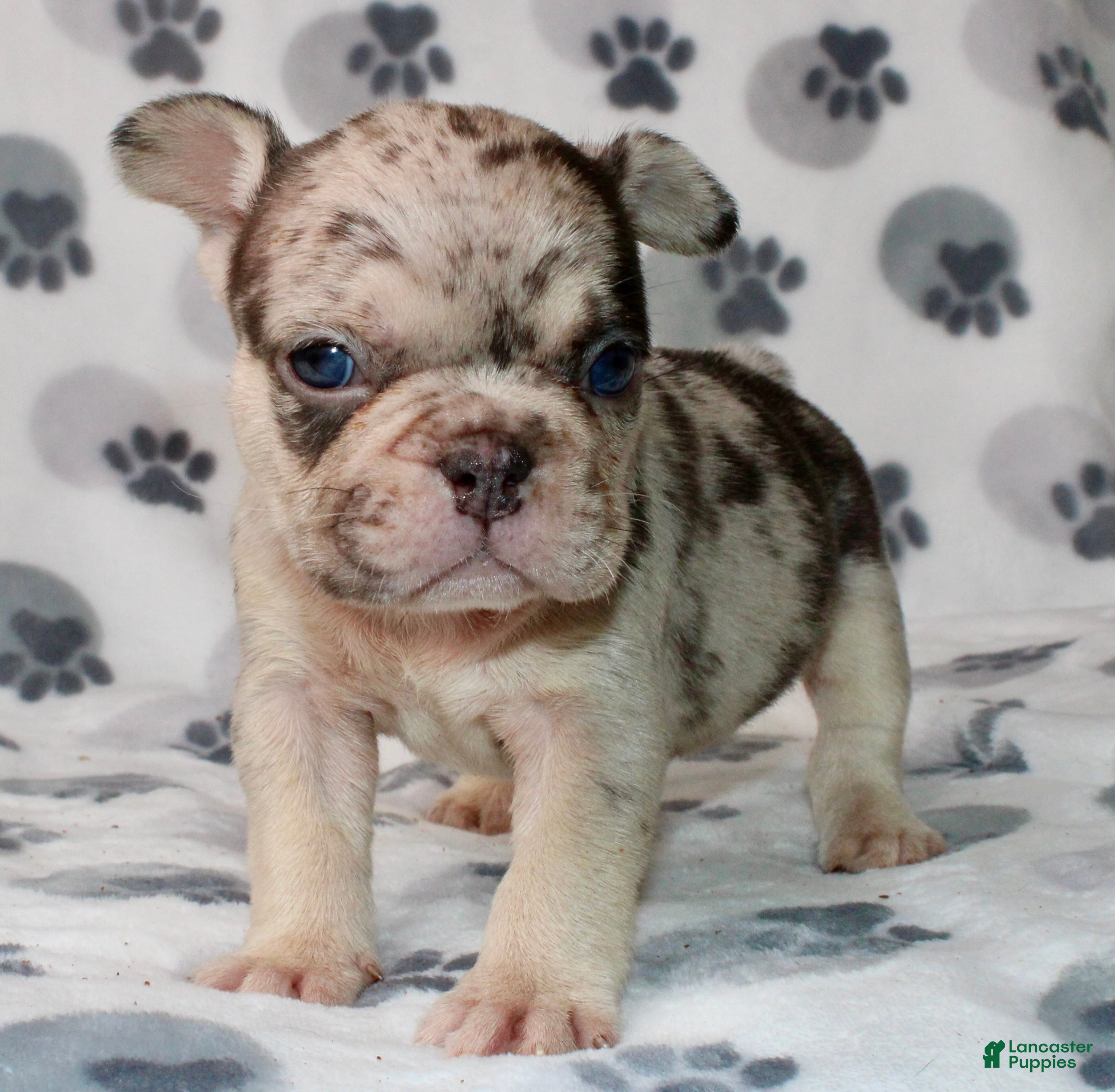 French Bulldog dogs Mochi - Ad 37