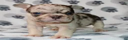 French Bulldog dogs for sale: Mochi - Ad 1