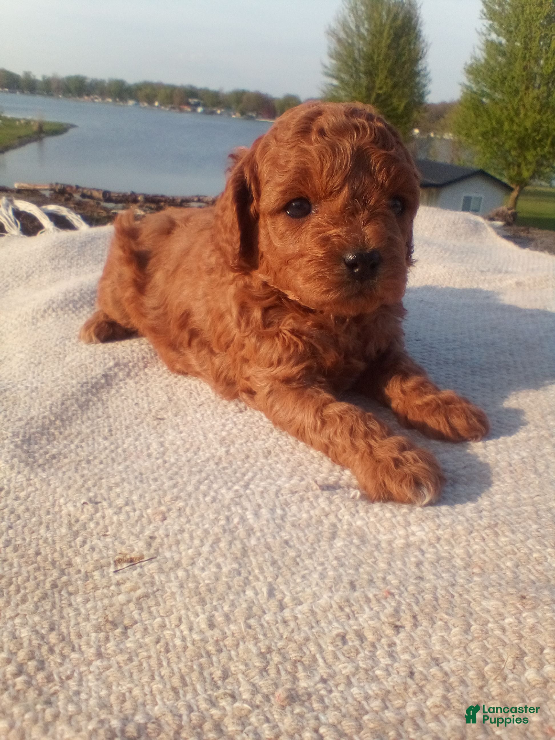 Cavapoo dogs Coco - Ad 13