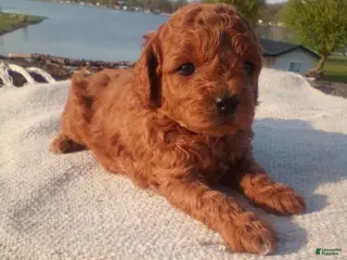 Cavapoo dogs Coco - Ad 13