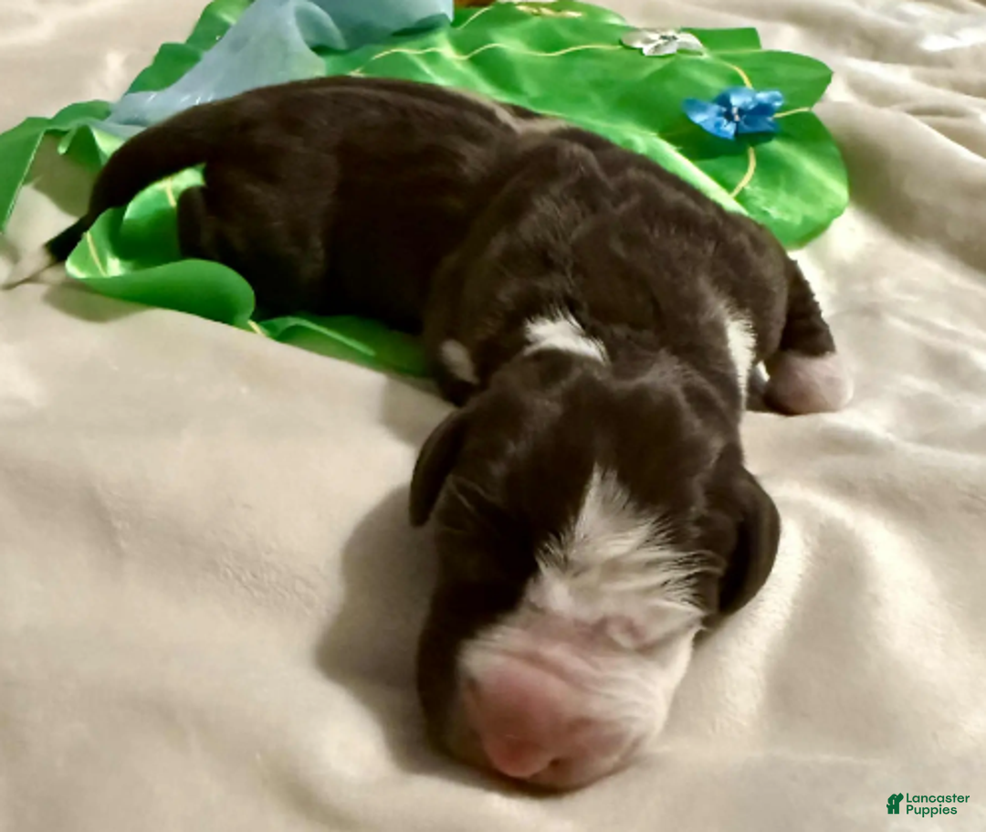 Great Dane dogs for sale: Sarafina - Ad 3