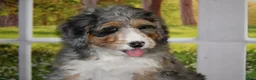 Bernedoodle dogs for sale: Sugar - Ad 3