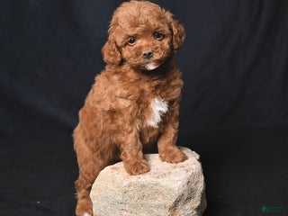 Toy Poodle dogs Ace - Ad 30