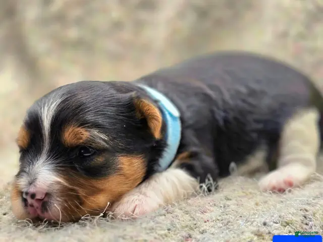 Yorkshire Terrier dogs for sale: Sunny - Ad 34