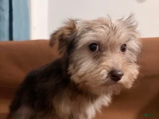 Morkie dogs Mocha - Ad 24