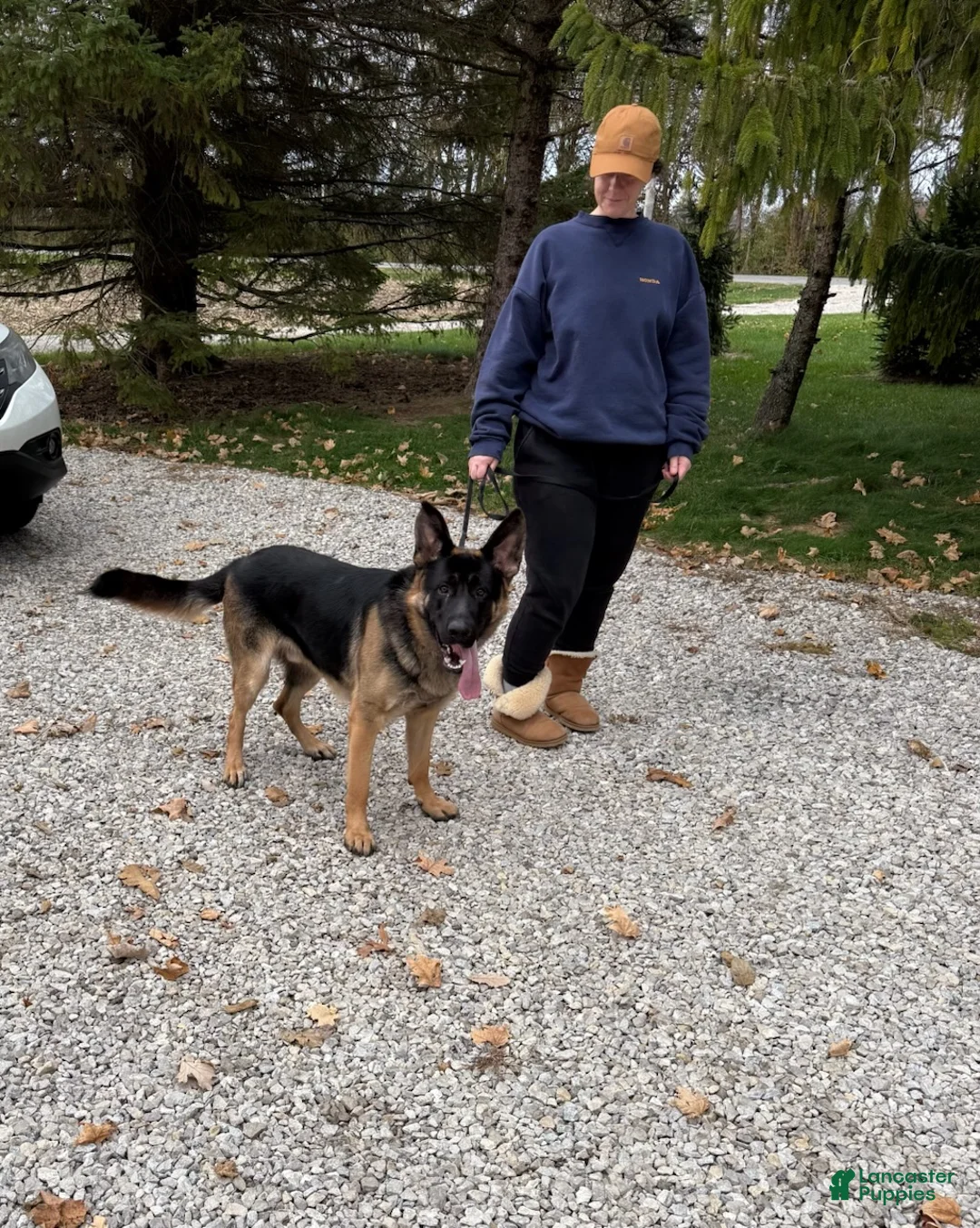 German Shepherd dogs for sale: Griff - Ad 4