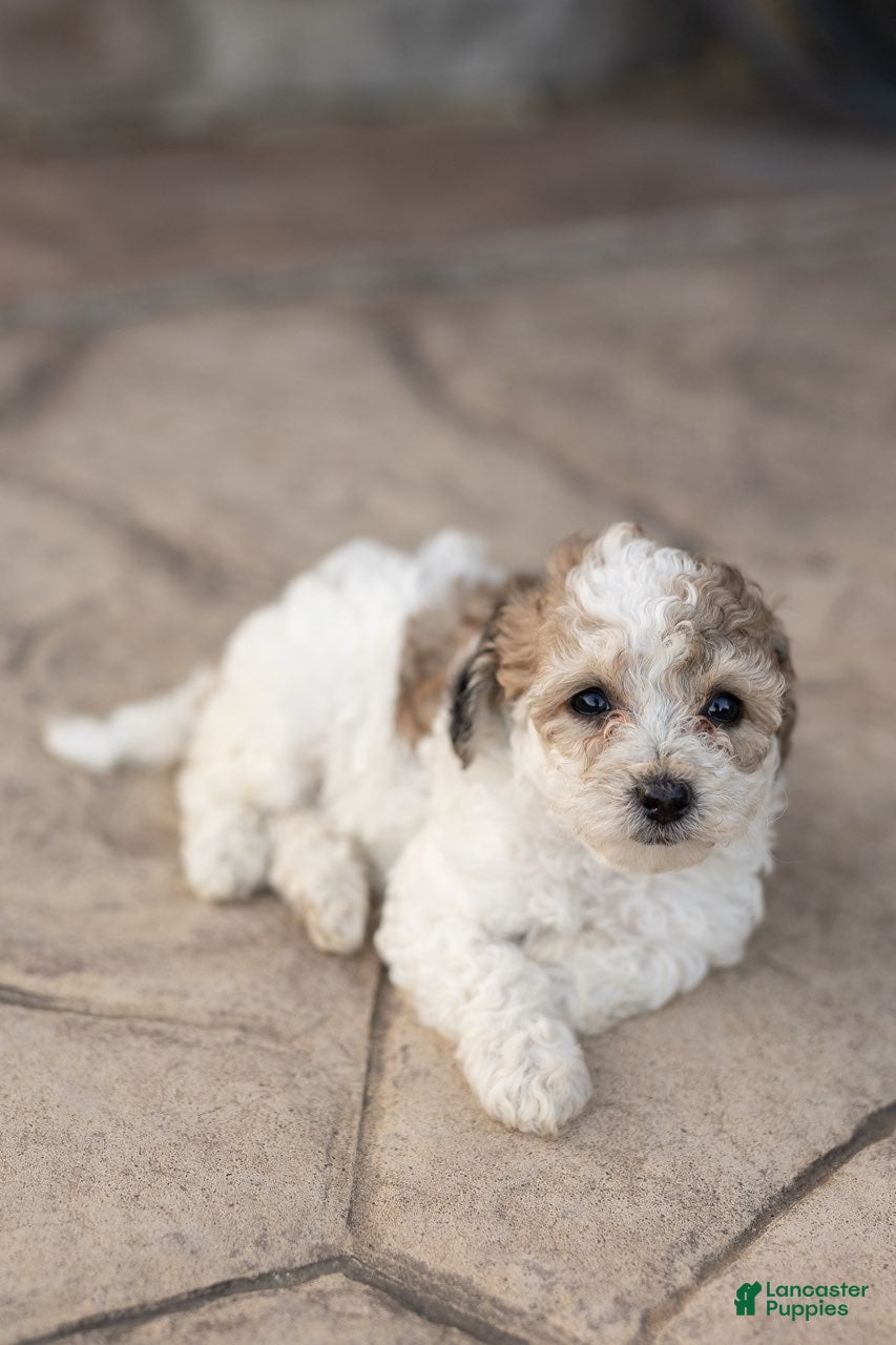Bichpoo dogs for sale: Taffy - Ad 1