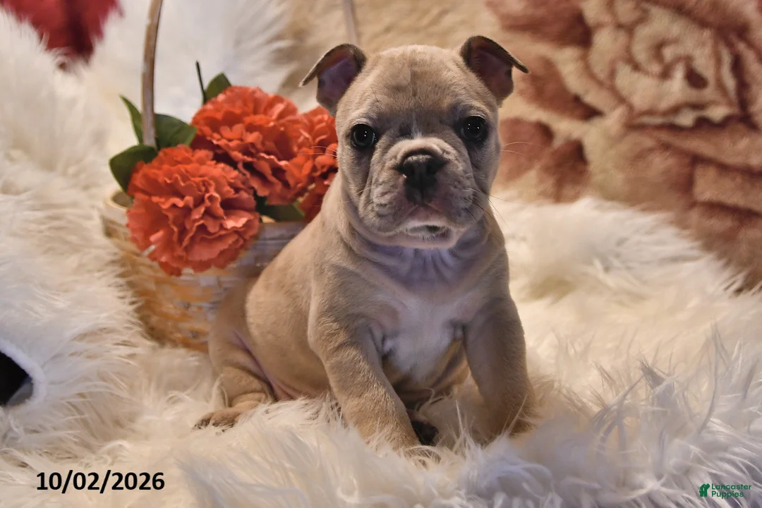 Frenchton dogs for sale: Poppy - Ad 1
