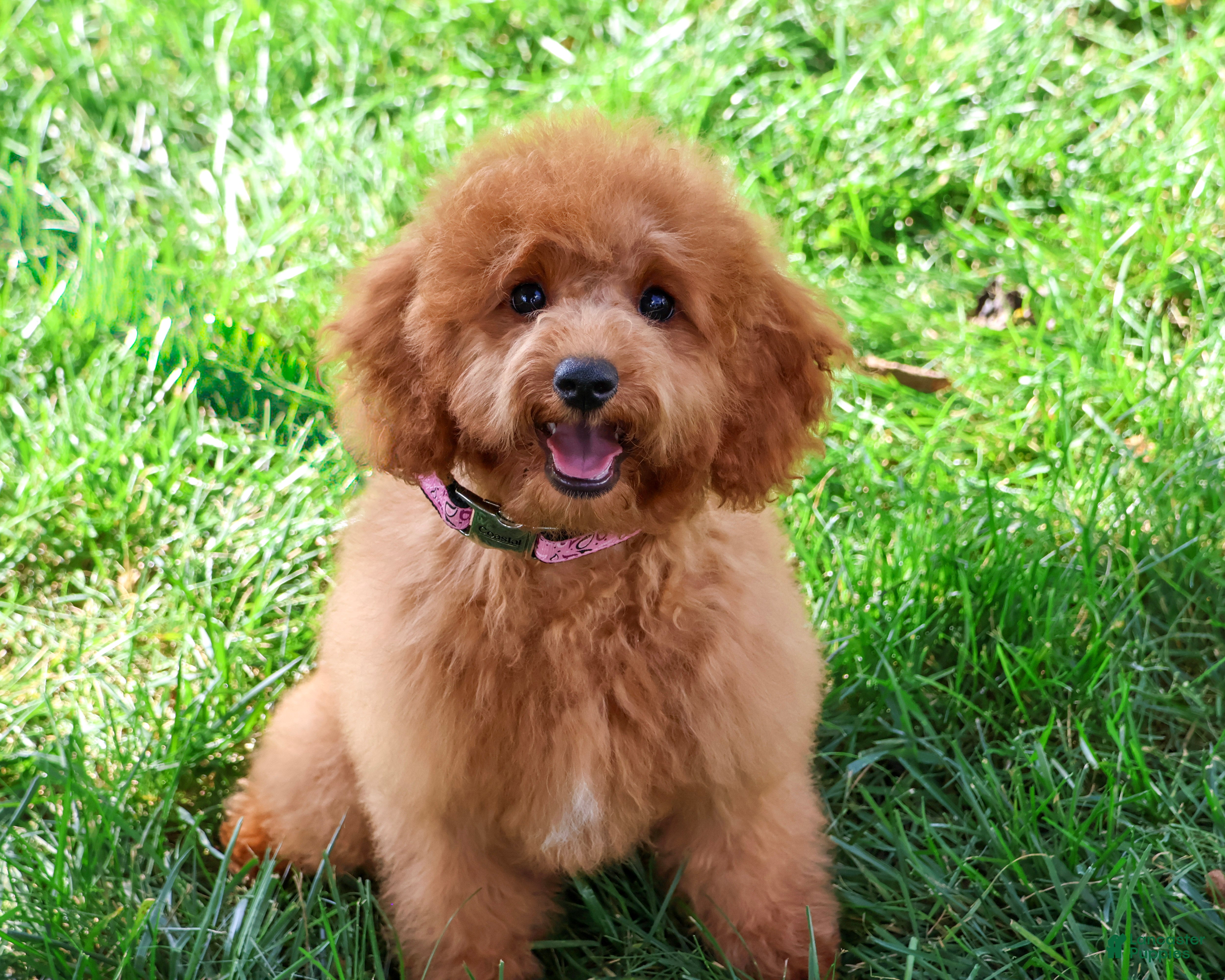 Cavapoo dogs Chanel - Ad 23