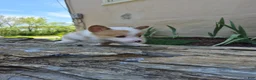 Welsh Corgi Pembroke dogs for sale: Blue - Ad 2