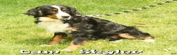 Bernese Mountain Dog dogs for sale: King - Ad 10