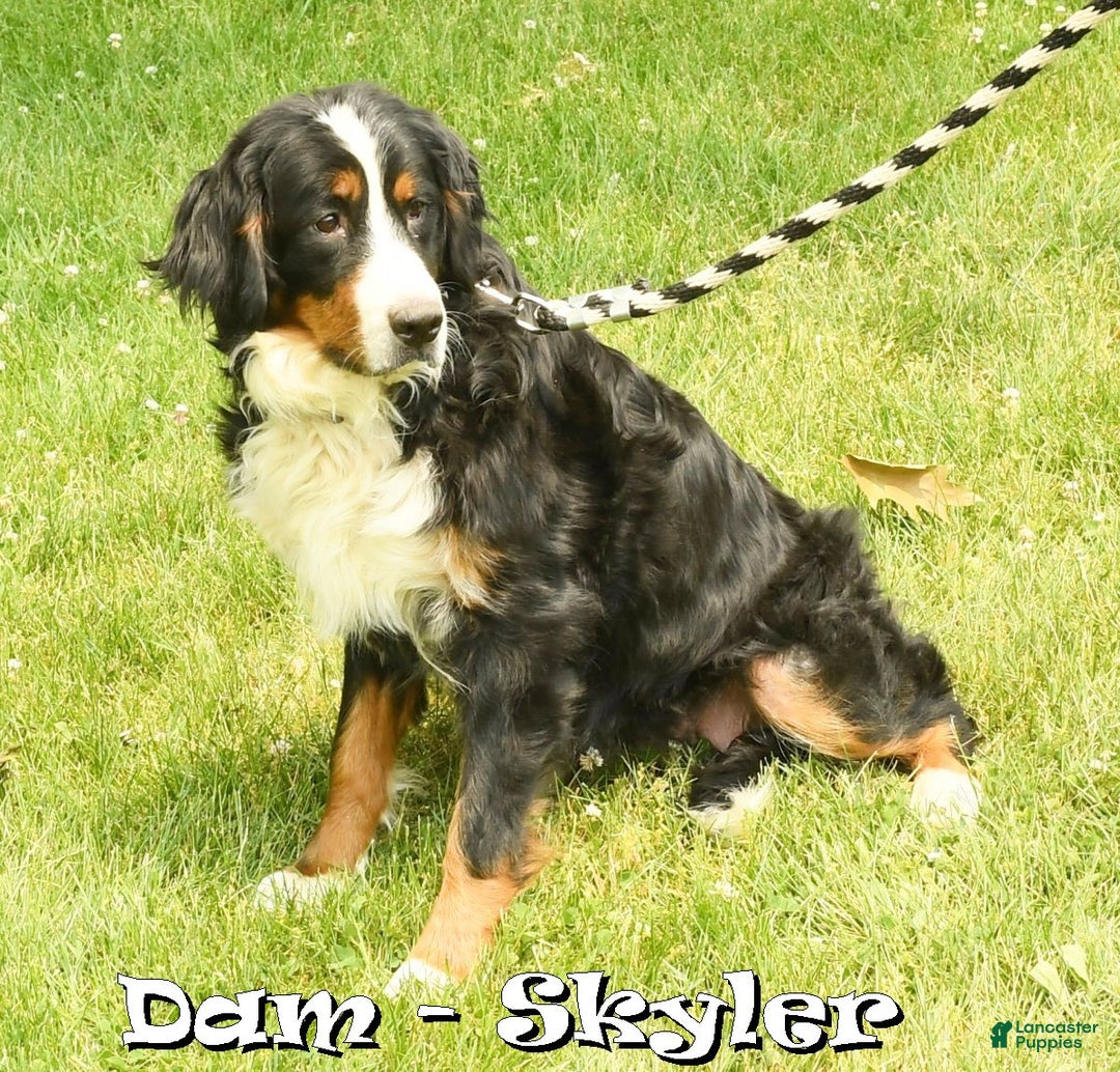 Bernese Mountain Dog dogs for sale: King - Ad 10