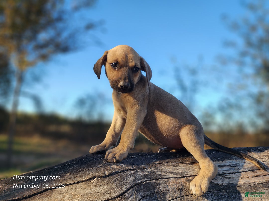Catahoula Leopard Dog dogs for sale: Tracy II 2025 Female 2 - Ad 6
