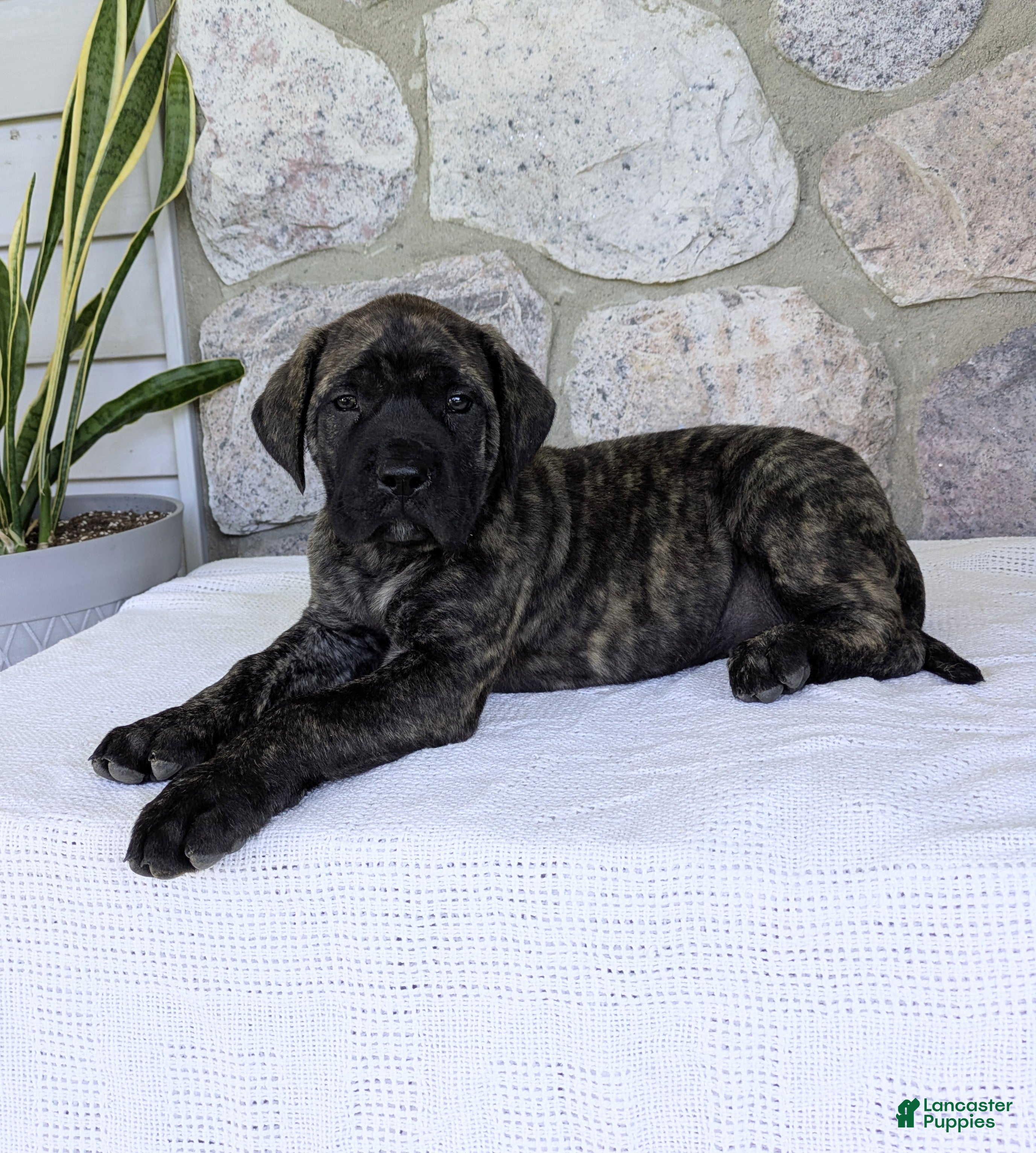 English Mastiff dogs for sale: Ashlee  - Ad 1