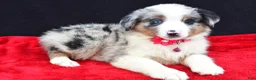 Miniature Australian Shepherd dogs for sale: Ozzy  - Ad 4