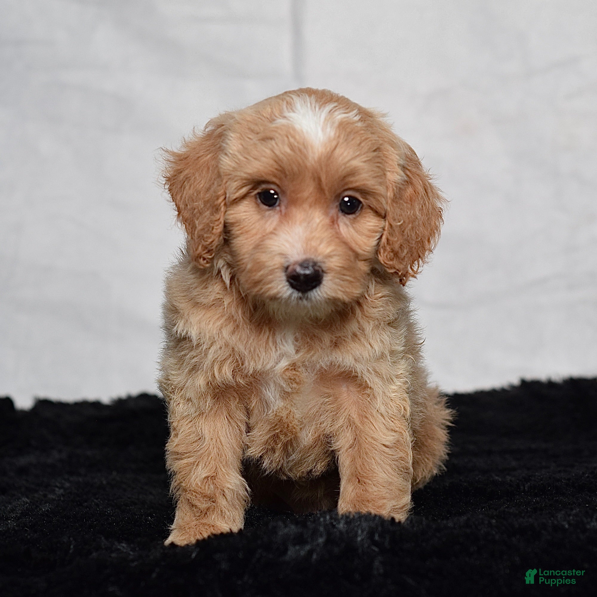Cavapoo dogs Winston - Ad 1