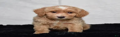 Winston