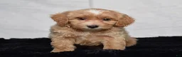 Cavapoo dogs for sale: Winston - Ad 1