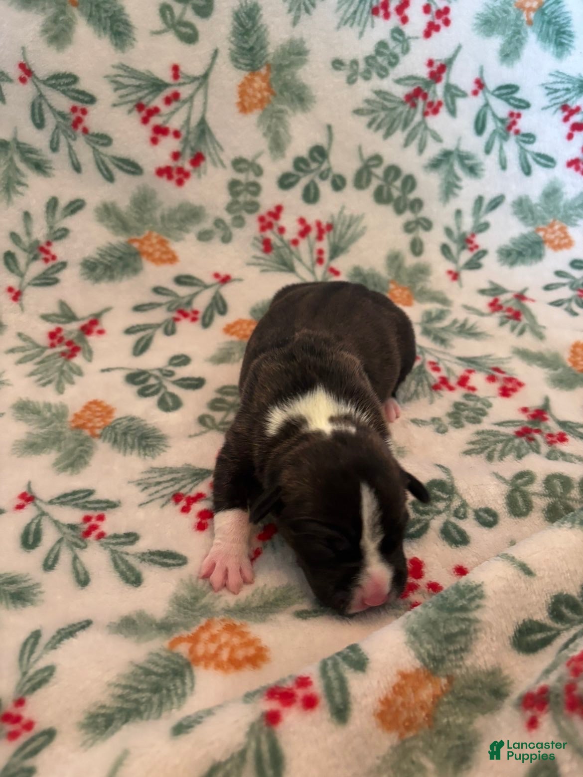 Mixed Breed dogs Eclipse  - Ad 9