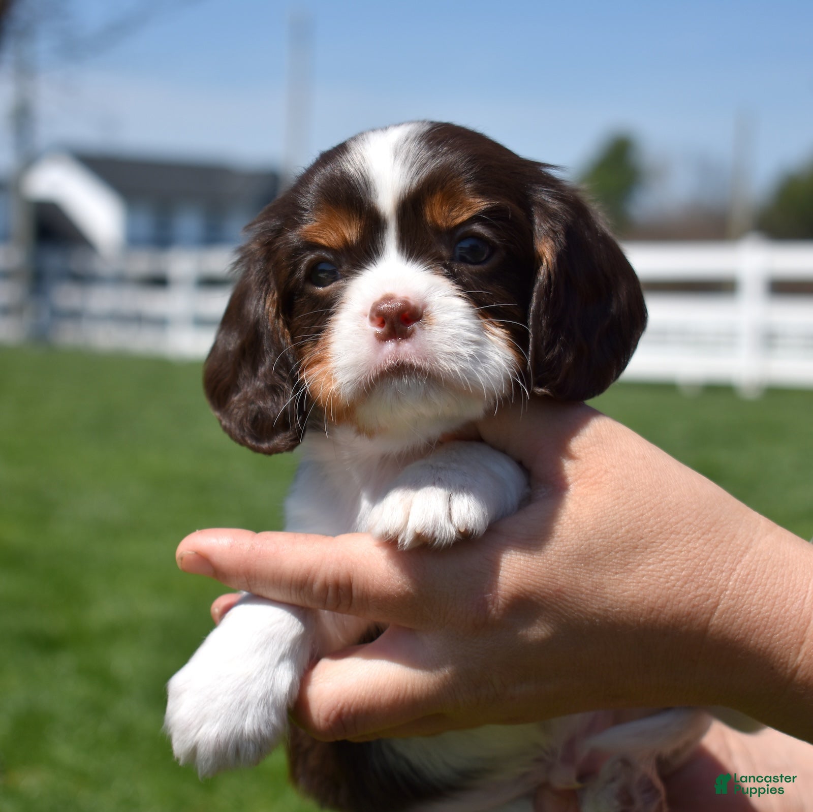 Cavalier King Charles Spaniel dogs Harley Davidson - Ad 1