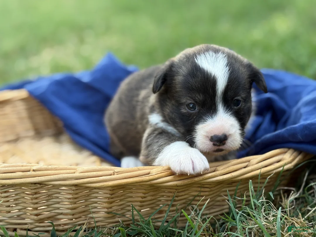 Mixed Breed dogs for sale: Red collar Boy - Ad 1