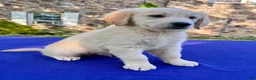 Golden Retriever dogs for sale: Frosty - Ad 3