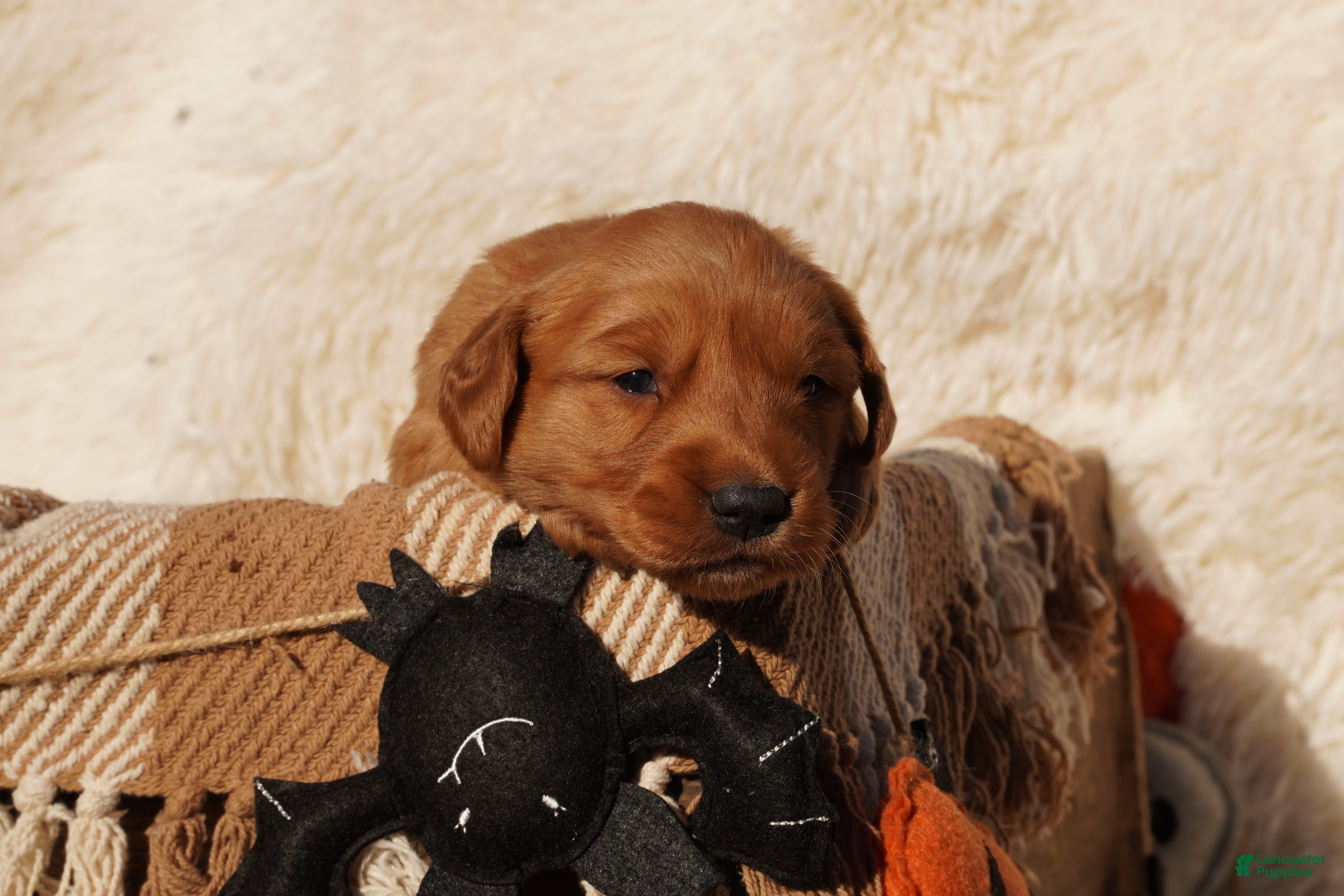 Golden Retriever dogs Missy - AKC, Genetically Clear - Ad 2