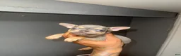 French Bulldog dogs for sale: French Bulldog Puppy 1 - Ad 1