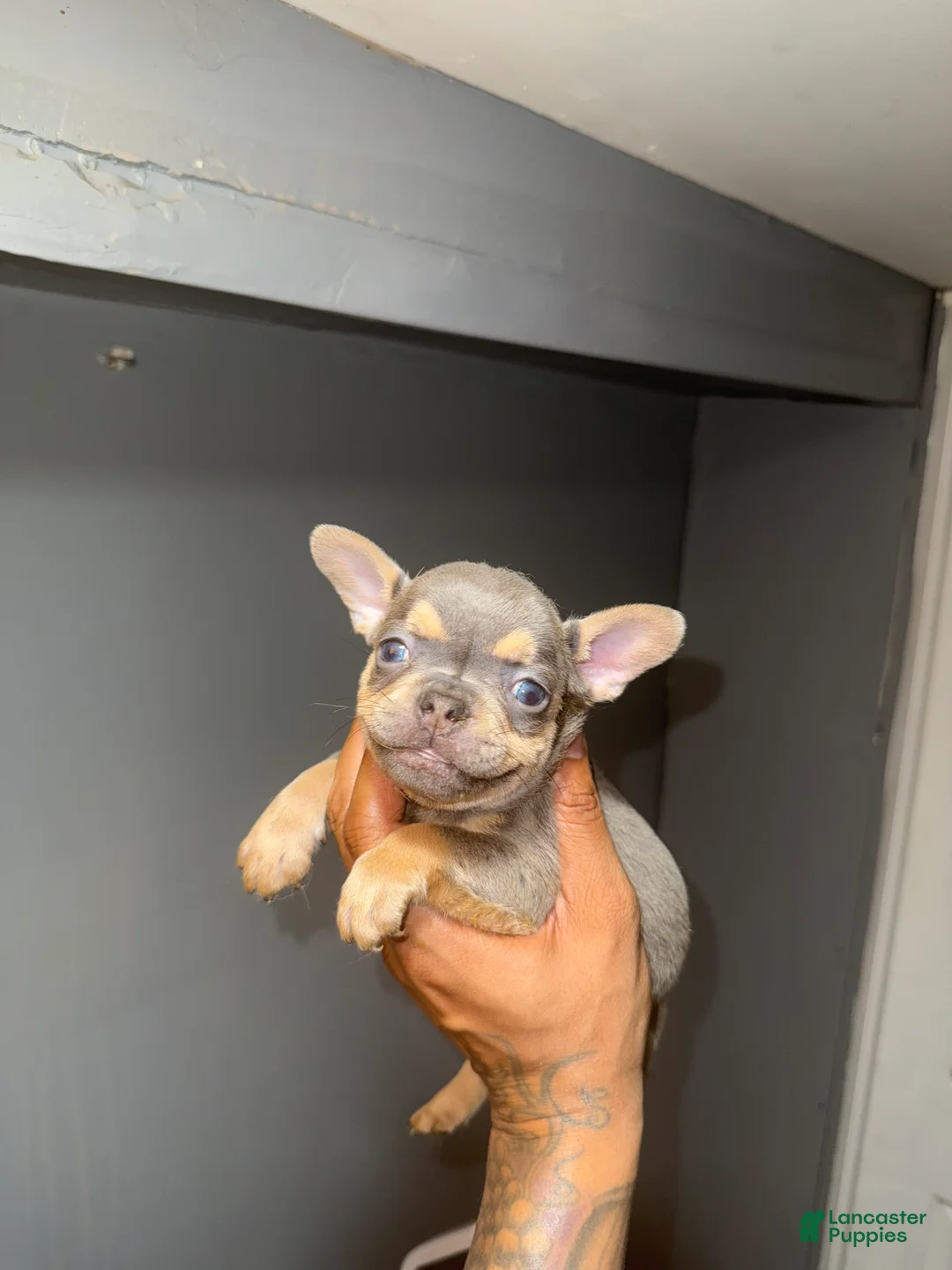 French Bulldog dogs for sale: French Bulldog Puppy 1 - Ad 1