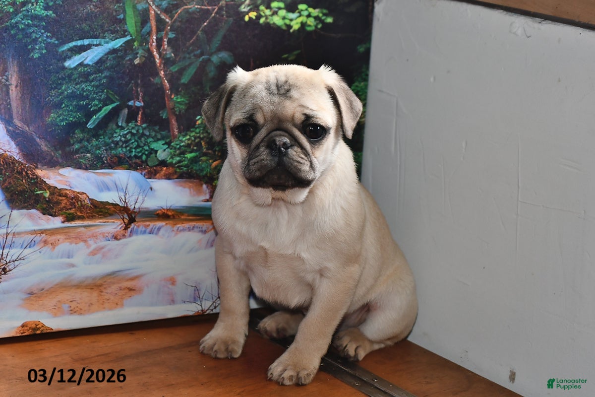 Pug dogs Donald - Ad 2