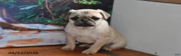 Pug dogs for sale: Donald - Ad 6