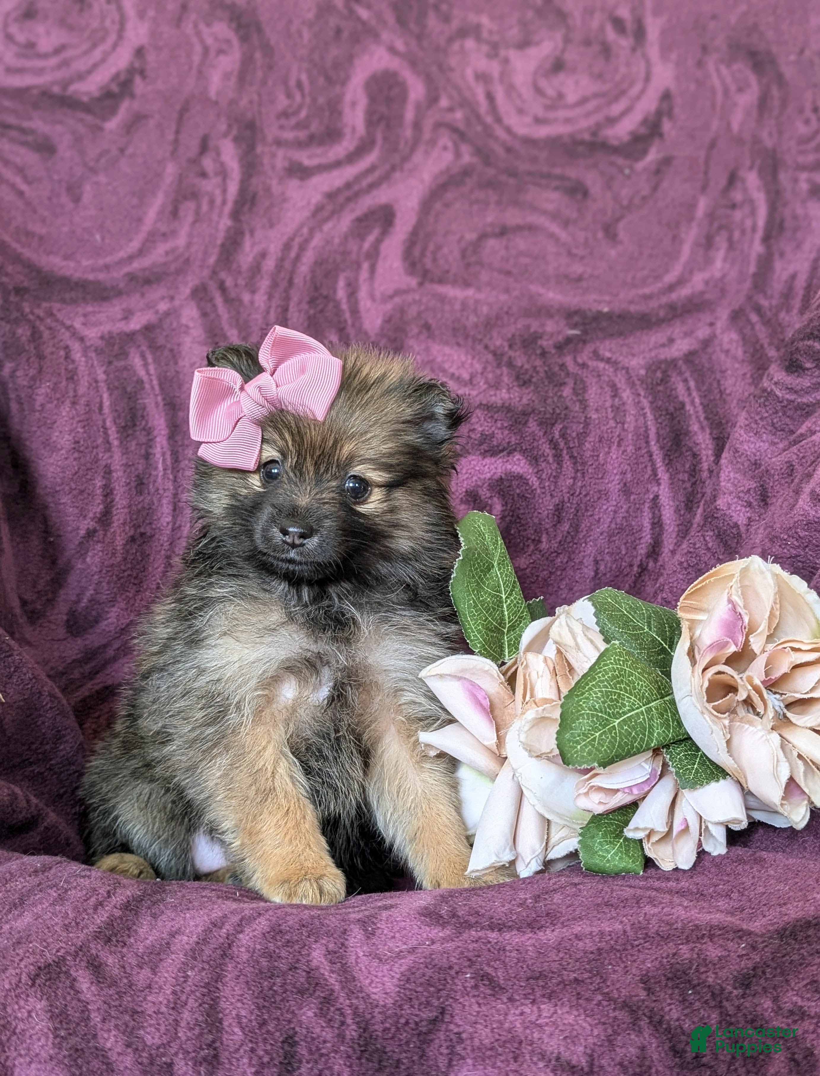 Pomeranian dogs Jennae - Ad 1